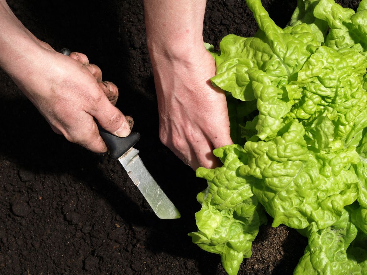 园丁用锋利的刀收割生菜。