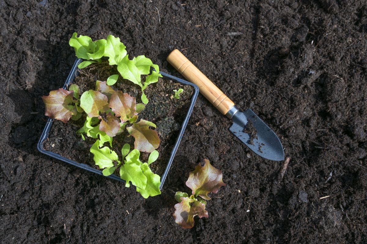 为种植莴苣准备土壤。