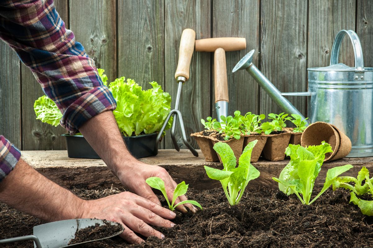 园丁以适当的间距种植生菜。