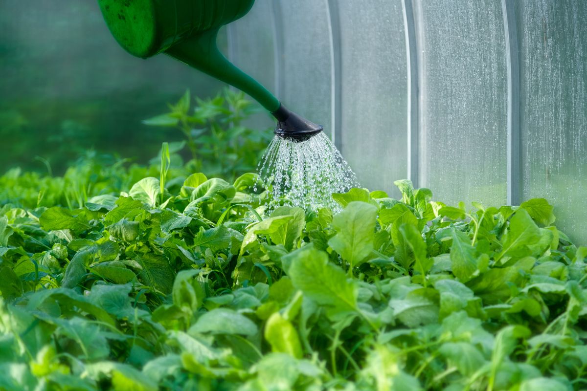 在温室里给生菜浇水。