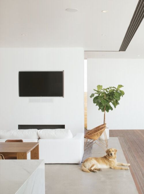 室内客厅的照片,展示元素,如安装在墙上的电视和盆栽植物作为焦点。